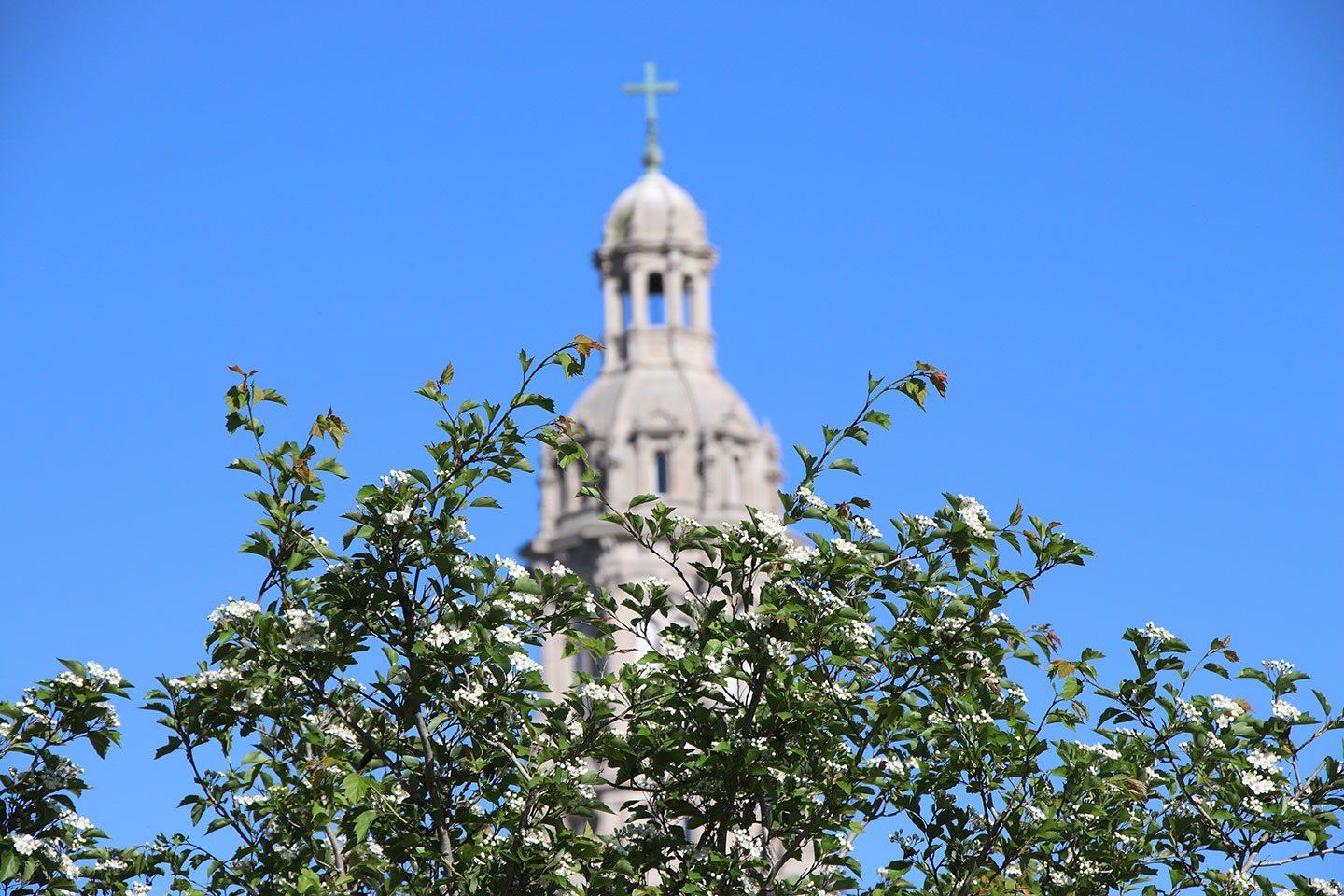Top of a tree with the Church of Immaculate Conception in the back