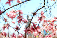 Magnolias with church in the back