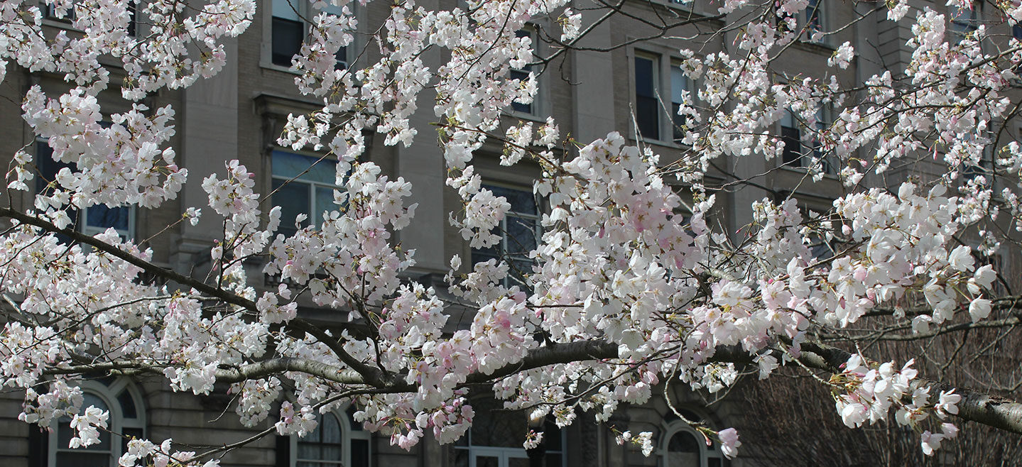 flowers on tree branch in front of Guerin