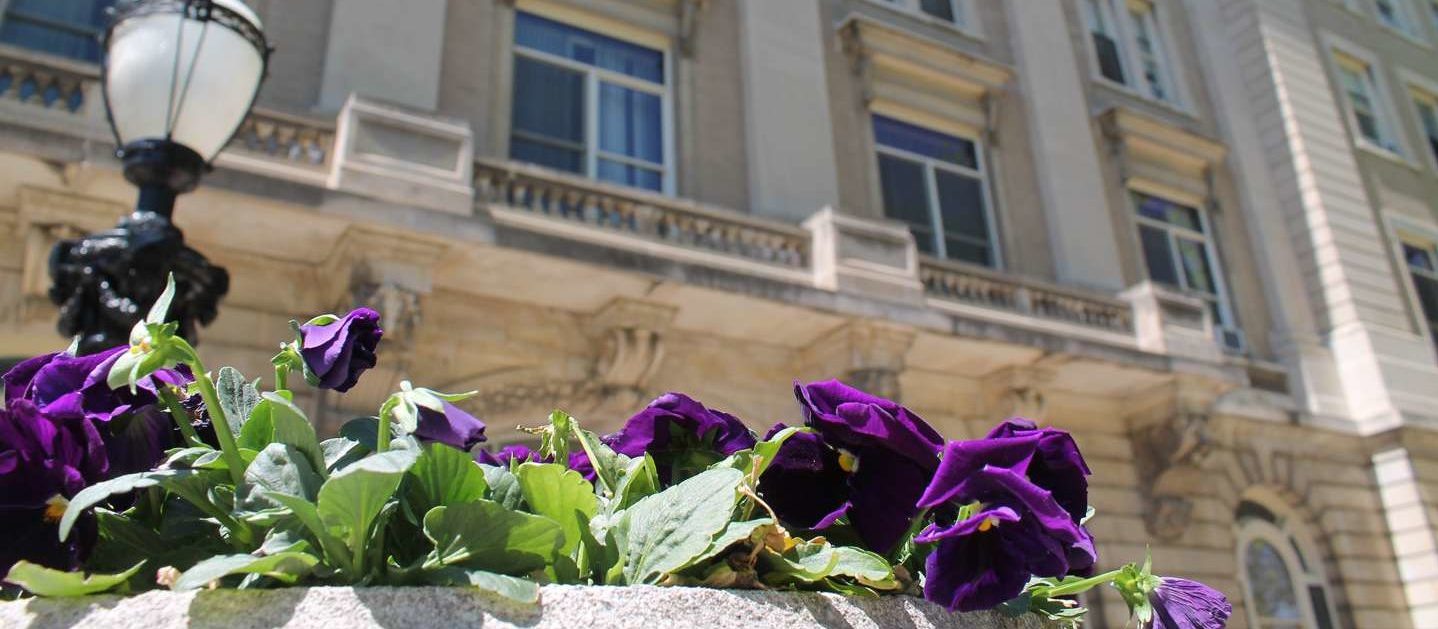 Purple flowers in front of Guerin Hall