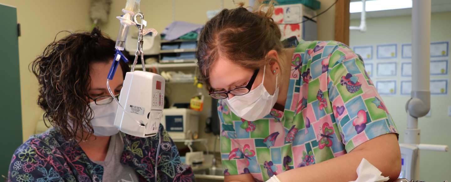 Amanda Phillips internship at Brown Vet