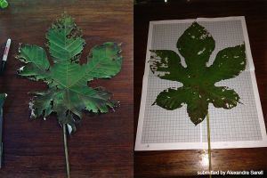 Cecropia leaves