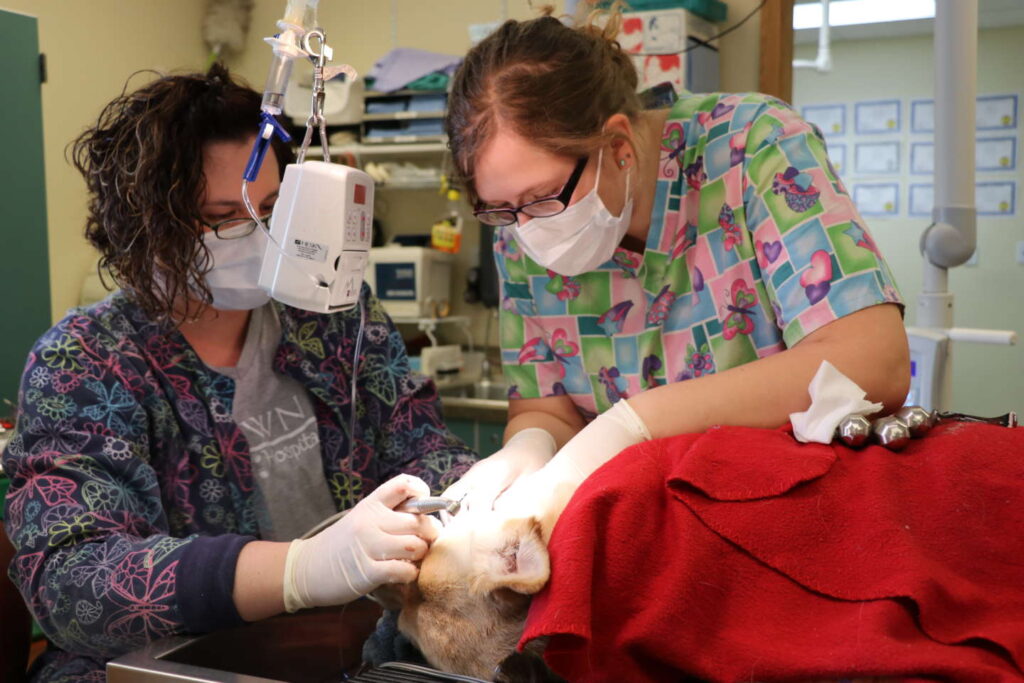 Student intern helps hold an animal while it is being operated on at a veterinary clinic.