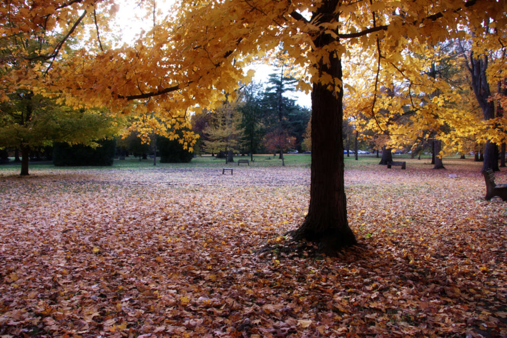 The Labyrinth during the fall