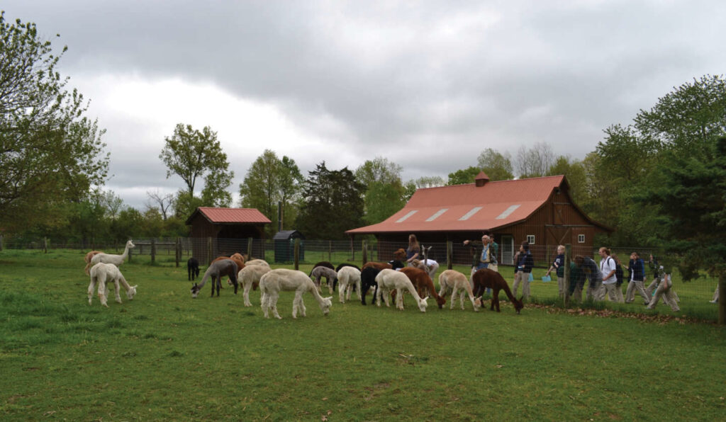 Students look at the WVC alpacas during a Cathedral High School tour