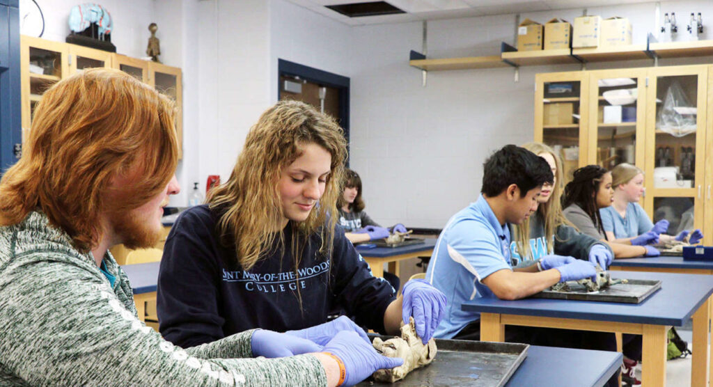 biology, dissecting pigs, 2019