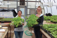 Students grafting cucumbers