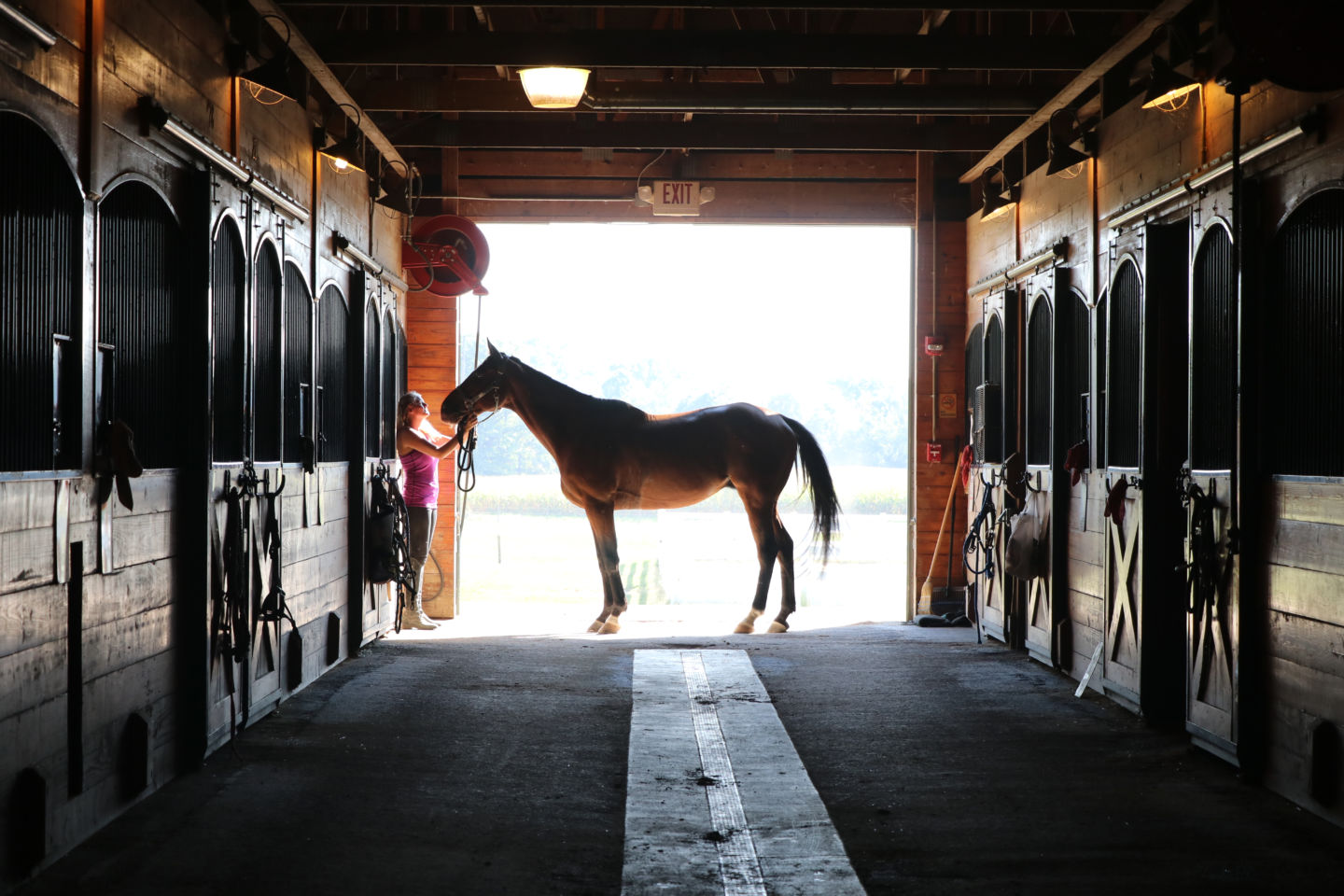 Silhouette of a horse in the stable doorway