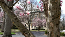 Magnolia blooms around the fountain circle