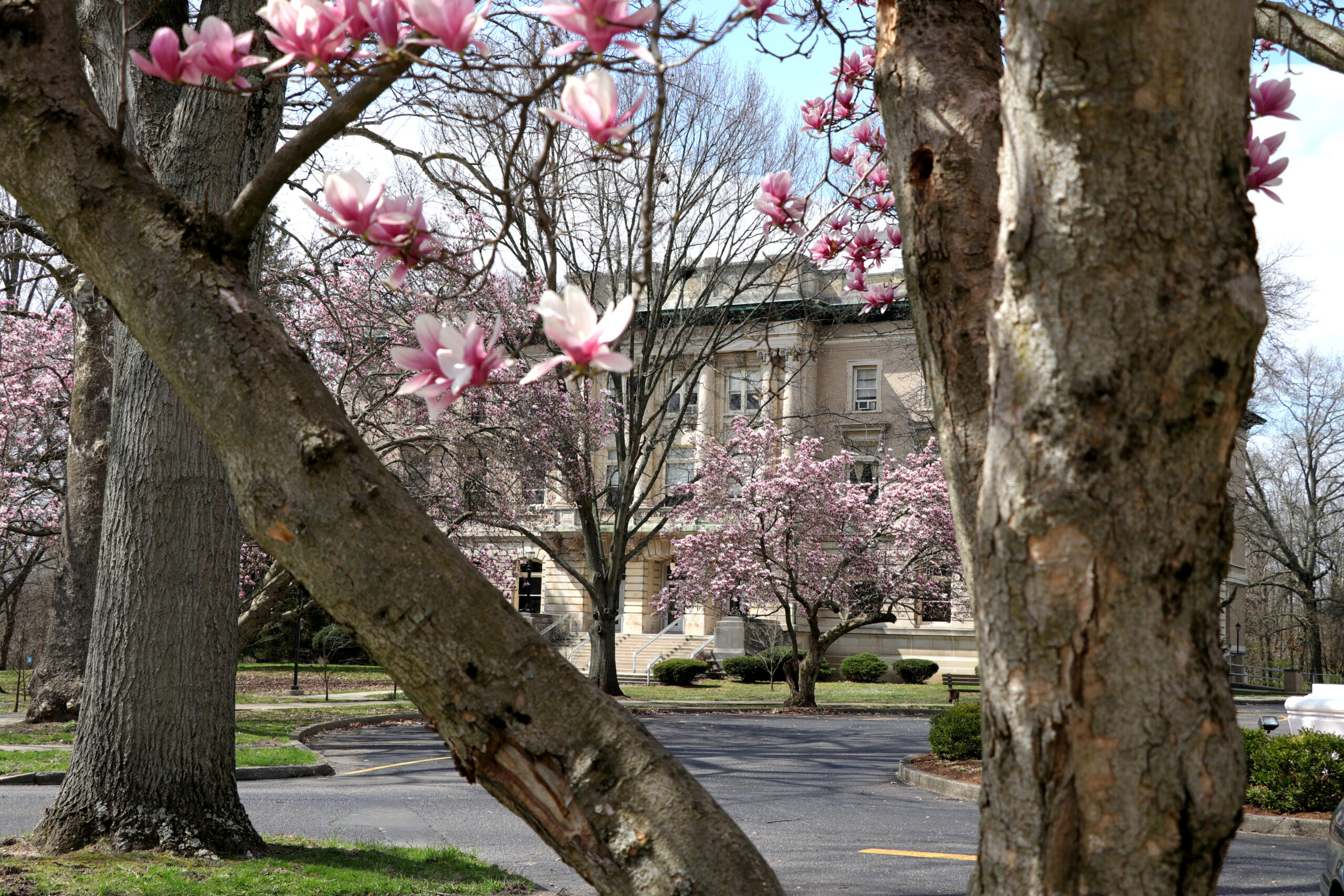 Magnolia blooms around the fountain circle