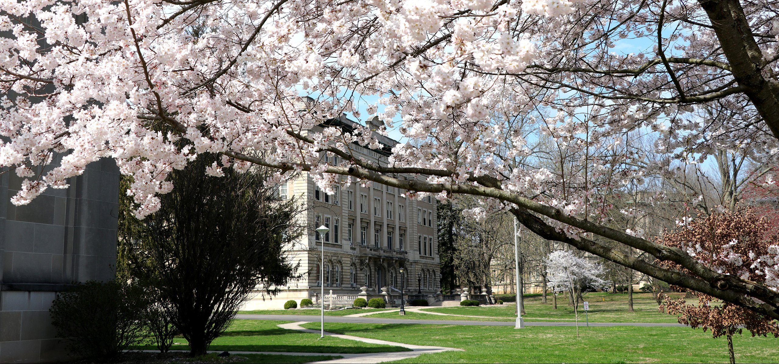 Guerin with magnolias