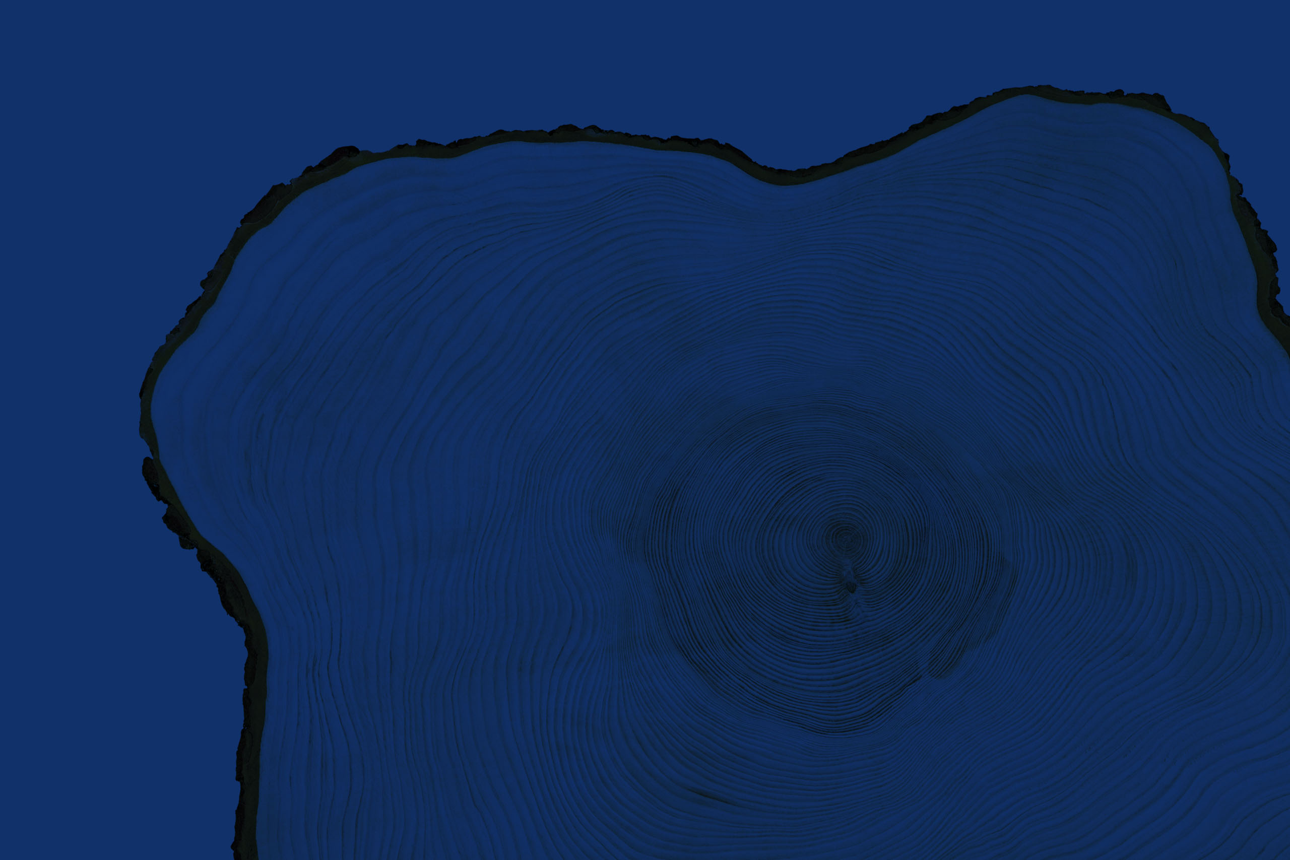 Cross section of tree rings