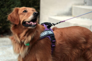 Sadie the therapy dog