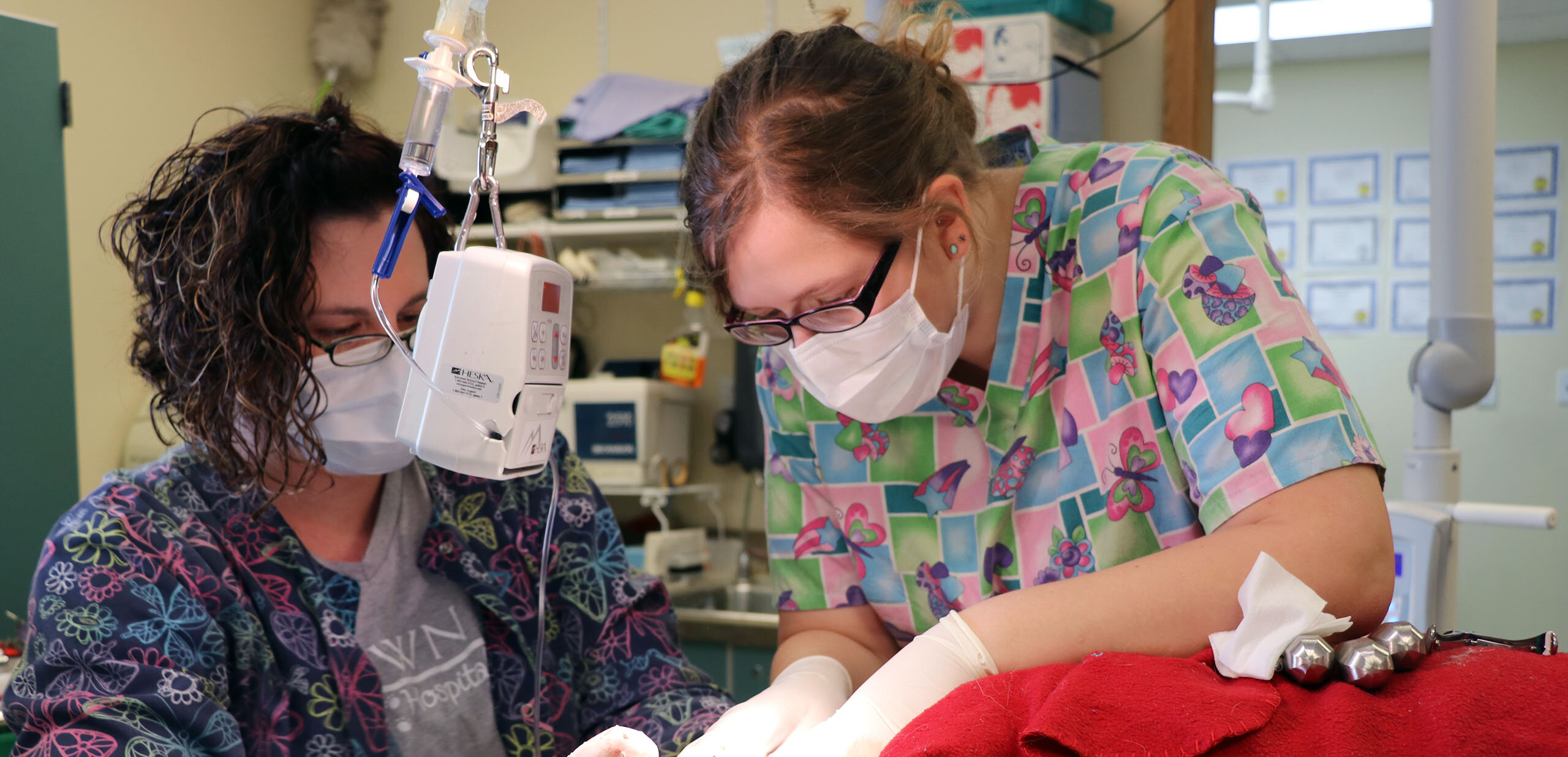 Two people working on an operation on an animal