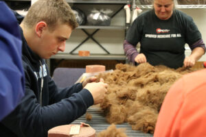 Student cleaning alpaca fiber
