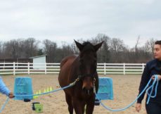 Equine Assisted Therapy Minor